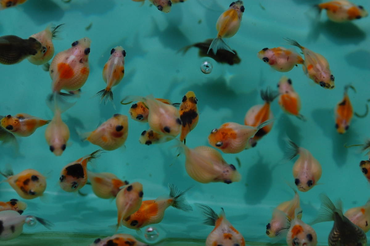 ピンポンパール 金魚 ぴんぽんぱーるちょうちんぱーる ピンポンパール 