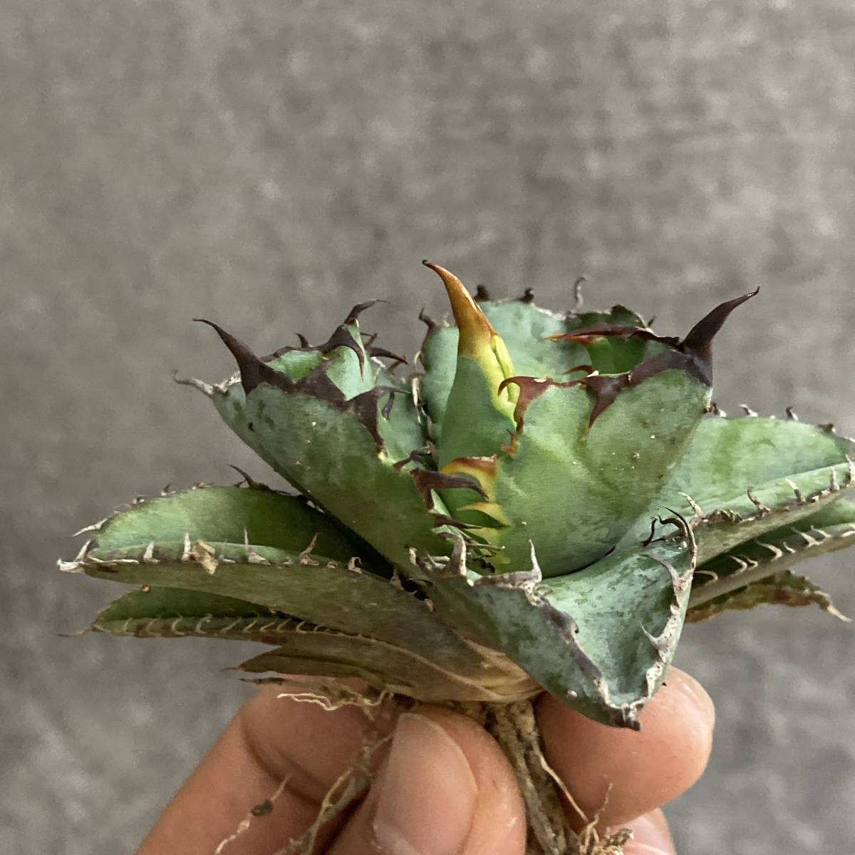 R016-11 特選 アガベ 多肉植物 チタノタ BB ブラックアンドブルー 濃黒棘 超強棘 包葉型 極上株 短葉