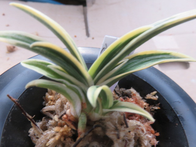 おもと　富国殿子付き