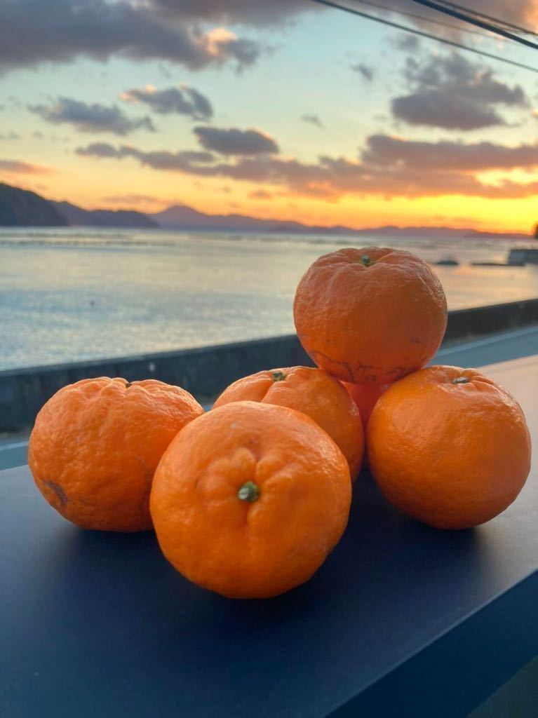 愛媛県産　ポンカン　10kg ミニサイズ　見た目きれい　150個程度　①