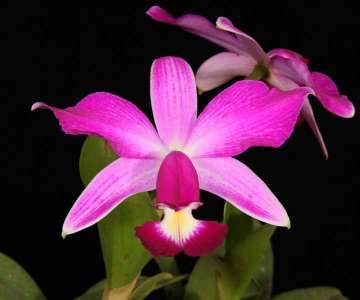 H5　C. violacea flamea 'Mimasaka' BM/JOGA　(estriata 'Herundina' x S/A 'Elizefe Rocha Lima')洋蘭 原種 カトレア　〈 R5-0208-G 〉