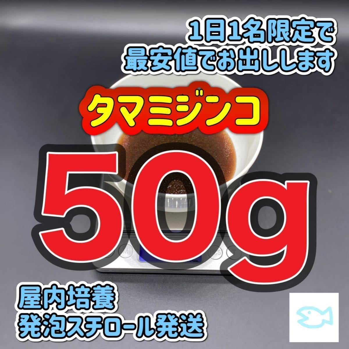| (約5g) 大 約15000匹 メダカフレンドタマミジンコ タマミジンコ 2026年最新Yahoo!オークション タマミジンコの中古品 -ミジンコ みじんこの卵 稚魚 カミハタ １カプセル入り ミジンコ 約２００匹 タマミジンコの販売と購入した後に～タマミジンコの繁殖や餌