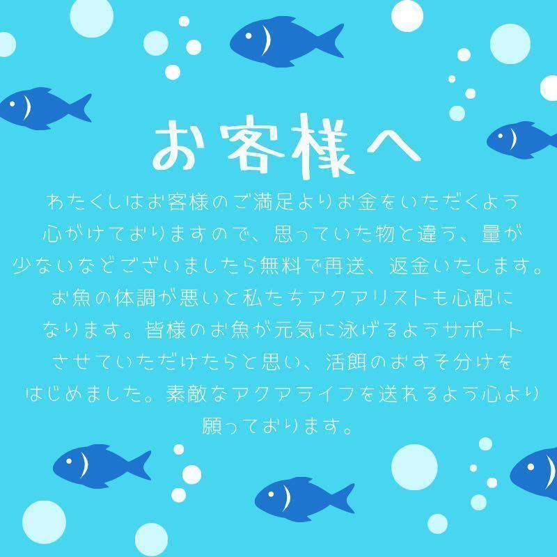 | (約5g) 大 約15000匹 メダカフレンドタマミジンコ タマミジンコ 2026年最新Yahoo!オークション タマミジンコの中古品 -ミジンコ みじんこの卵 稚魚 カミハタ １カプセル入り ミジンコ 約２００匹 タマミジンコの販売と購入した後に～タマミジンコの繁殖や餌