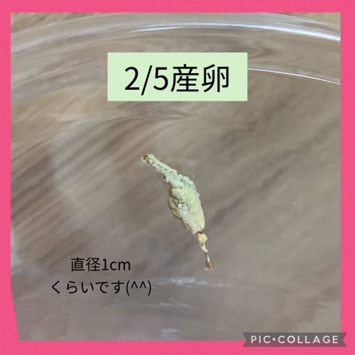 アシナガカマキリ/ ミコカマキリ　卵