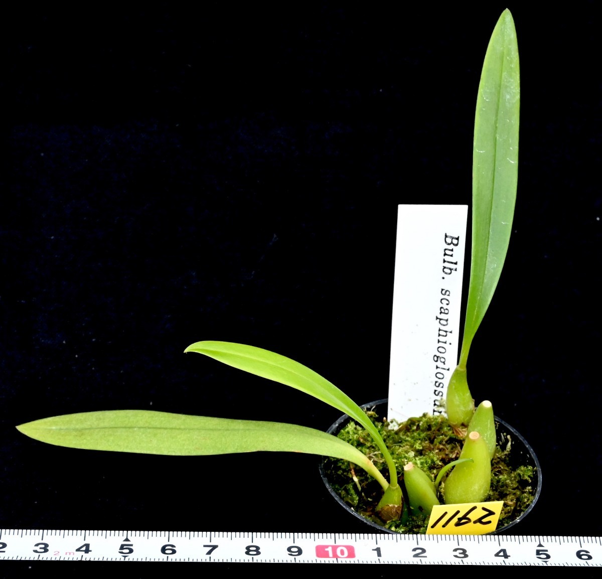 バルボフィラム 洋蘭原種 scaphioglossum Bulb. 原種 スカ 洋蘭 開花中