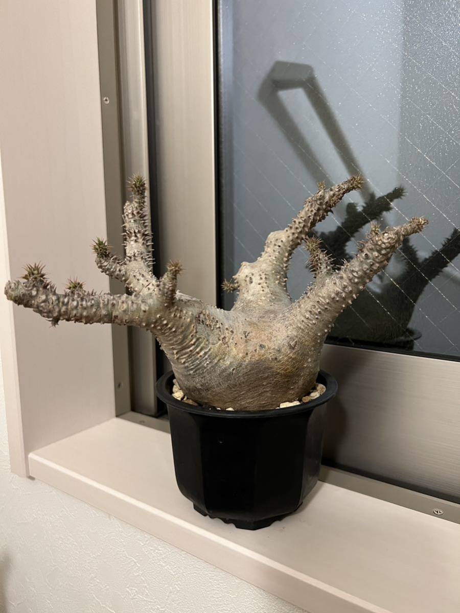 パキポディウム マカイエンセ　塊根植物 コーデックス 