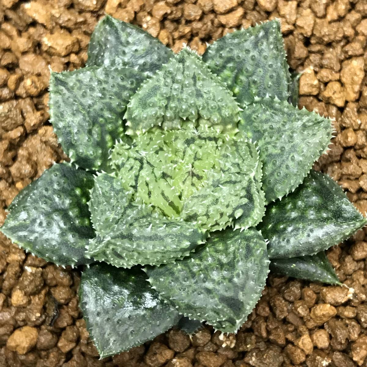 ハオルチア 闇の森 子苗