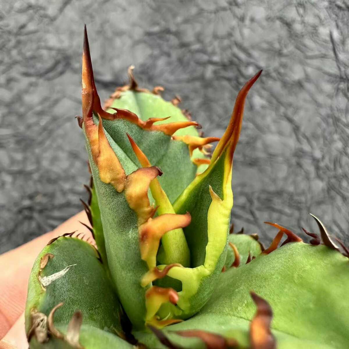 S7【厳選優良血統】アガベ チタノタ fo—076 強白棘 特選強棘大子株 陽炎 