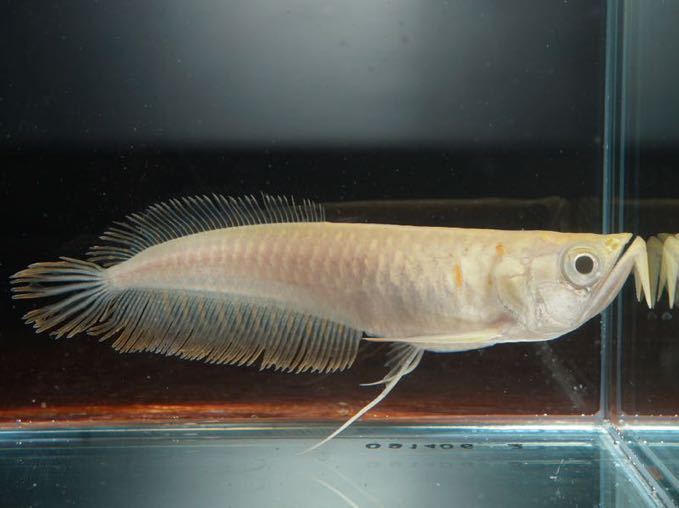 【Aroha】セミショートボディアルビノシルバーアロワナ