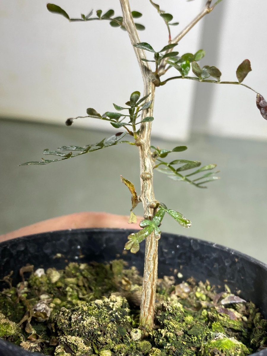 ソ5180 「実生株」オペルクリカリア　パキプス　2年株【種から発芽！・発根株・Operculicarya pachypus・塊根植物】