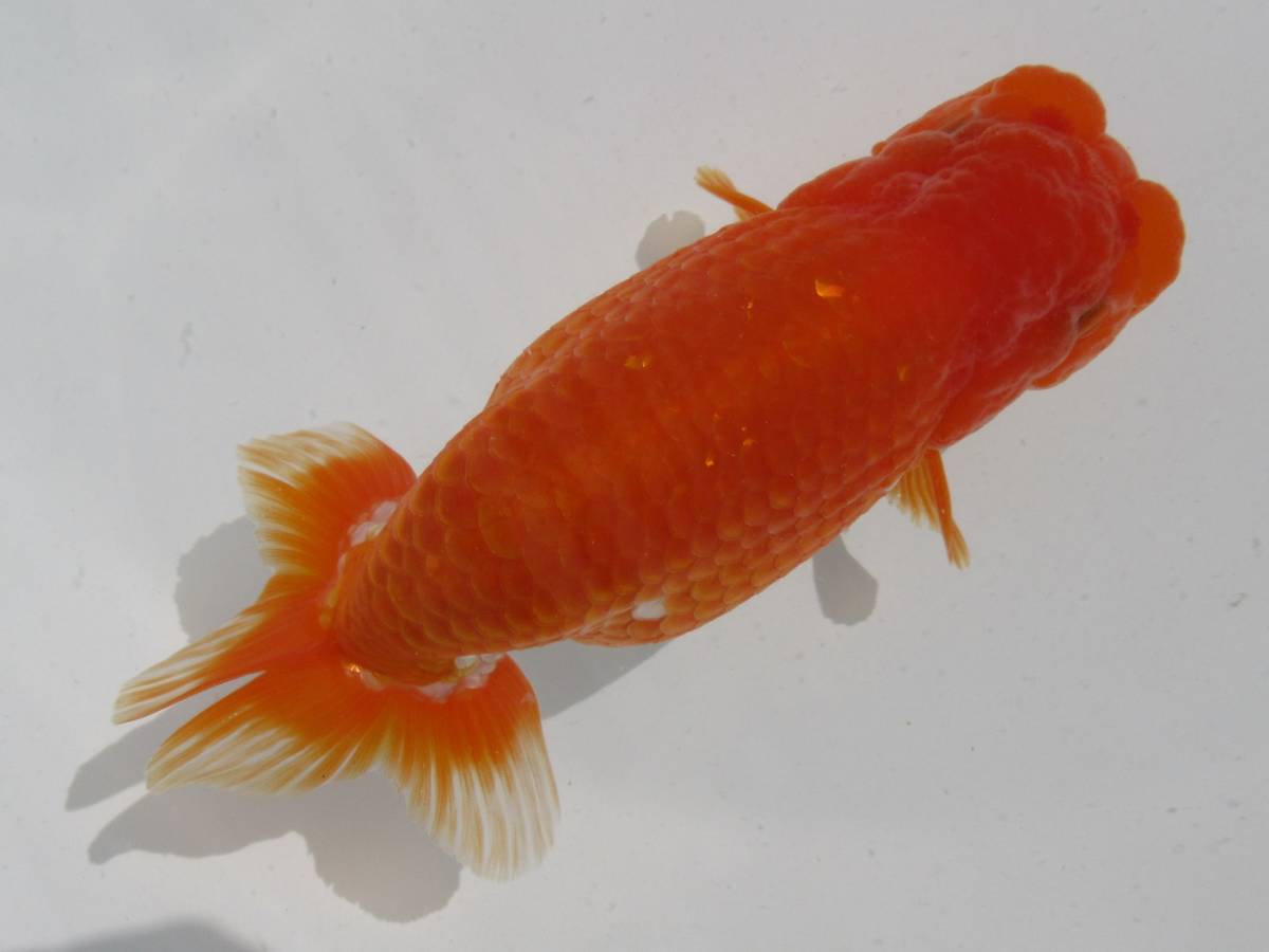 【天明らんちゅう】■厳選本命魚■■　　特選魚　弐歳　太い　尾形のいい　止めの綺麗な　大会用　■■ろ5