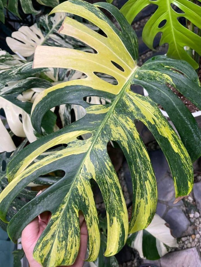 モンステラ　オーレア　まとめ売り　大量 全国無料，2025 黄斑入りモンステラ オーレア(MONSTERA AUREA)大株 穴開き