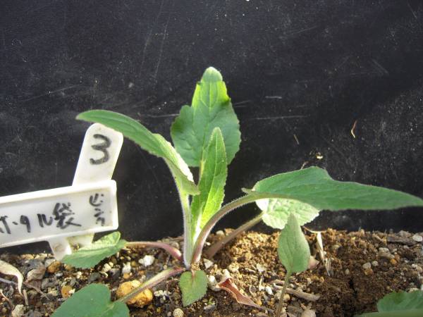 山野草 蛍袋 ホタルブクロ 釣鐘型 薄いピンク色の花 3 苗 売買されたオークション情報 Yahooの商品情報をアーカイブ公開 オークファン Aucfan Com