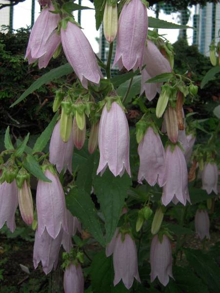 山野草 蛍袋 ホタルブクロ 釣鐘型 薄いピンク色の花 3 苗 売買されたオークション情報 Yahooの商品情報をアーカイブ公開 オークファン Aucfan Com