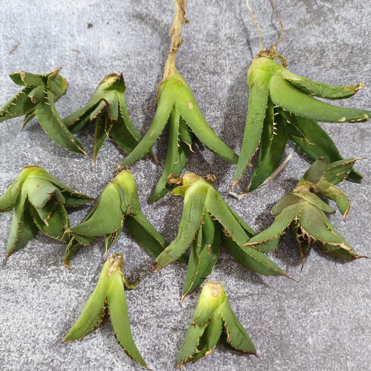 アガベ チタノタ 多肉植物 強棘 Agave - titanota 特選 Yahoo 