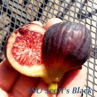 レアイチジク 「LSU Scott's Black」挿木用穂木1本