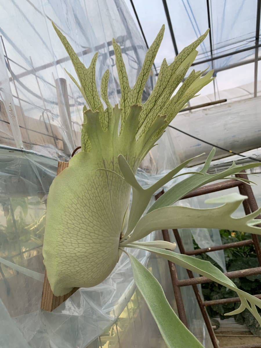 P. 'Auburn River'× P.'Monkey North' P. Monkey North Dwarf? mutant