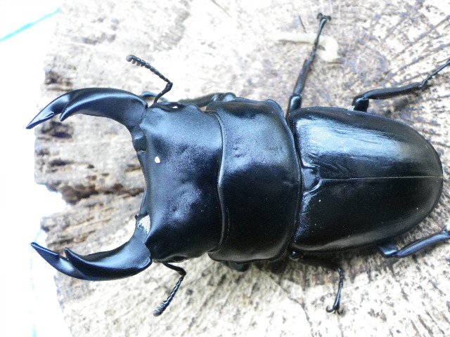 国鉄 ホーロー 赤看板 大珍品 マニア大必見 行先板