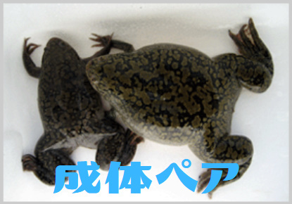 2026，限定セール アフリカツメガエル 成体ペア オス3匹 メス1匹 雄雌保証(エサ)｜売買されたオークション情報、yahooの商品情報をアーカイブ公開 - オークファン エサ