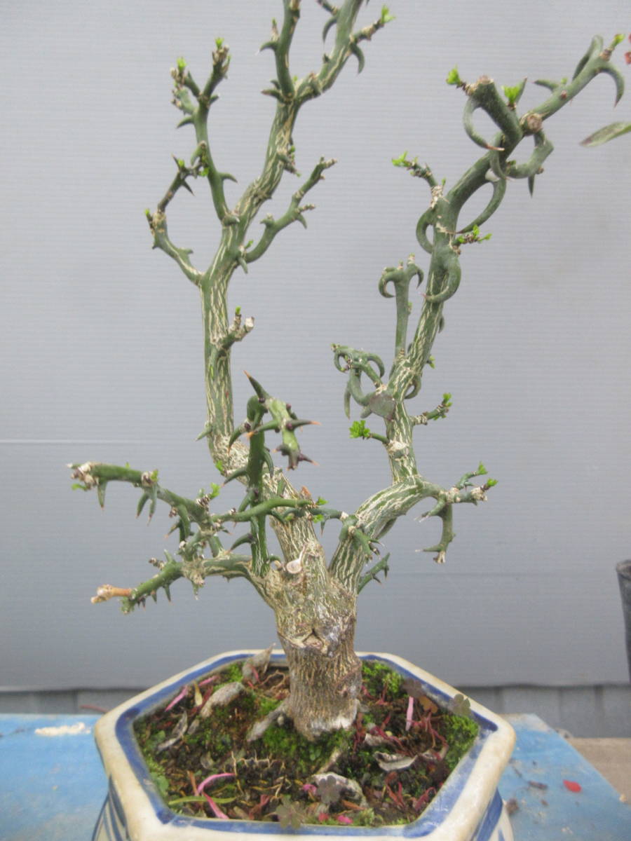 ミニ - ⁄・樹高13㎝・幹幅 柑橘系 寄せ植え 彩乃里 雲竜八房
