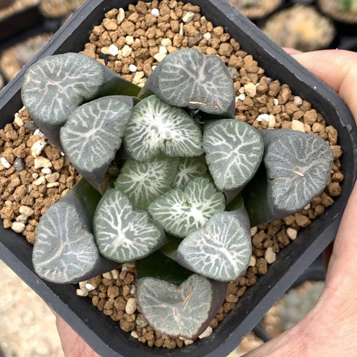 多肉植物 ハオルチア 万象 白妙1