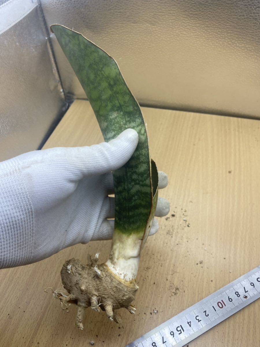 希少種 サンスベリア ドラゴンキング SANSEVIERIA DRAGON KING レアな