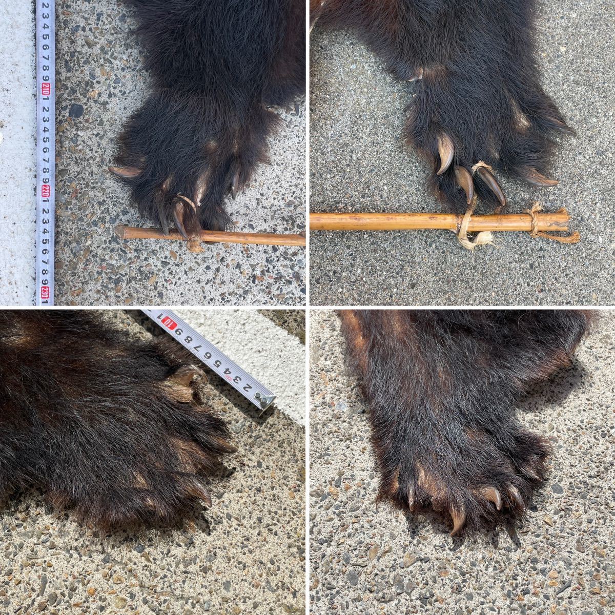 特大 熊 剥製 毛皮 2m以上 約228cm×113cm 顔 爪付き 検) ツキノワグマ