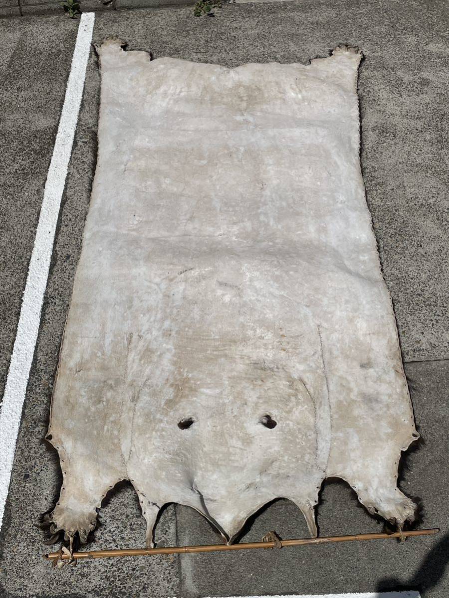 ツキノワグマ　熊の毛皮 ラグ 敷物 剥製 特大 熊 剥製 毛皮 2m以上 約228cm×113cm 顔 爪付き 検) ツキノワグマ