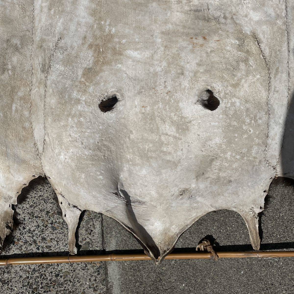 特大 熊 剥製 毛皮 2m以上 約228cm×113cm 顔 爪付き 検) ツキノワグマ