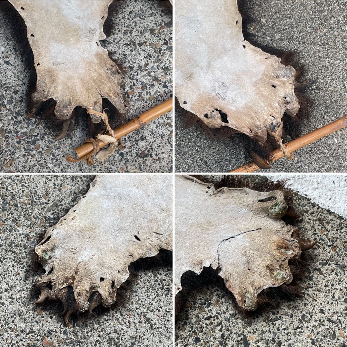 特大 熊 剥製 毛皮 2m以上 約228cm×113cm 顔 爪付き 検) ツキノワグマ
