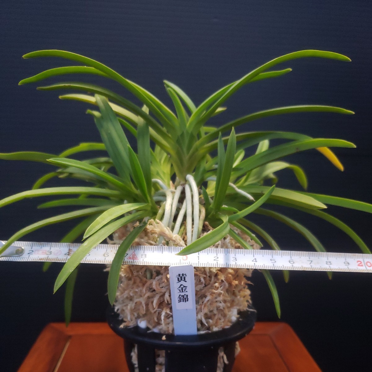 富貴蘭　黄金錦