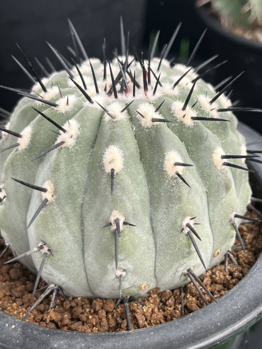 黒王丸 コピアポア CATEGORY サボテン -cactus- | 青坊主-aobouzu