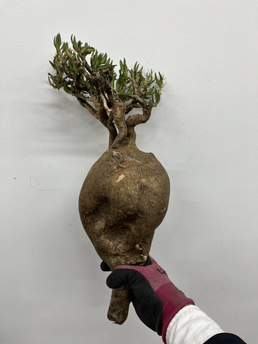 パキボディウム ビスピノーサム3検品殺菌根周り処理済み 園芸ネット