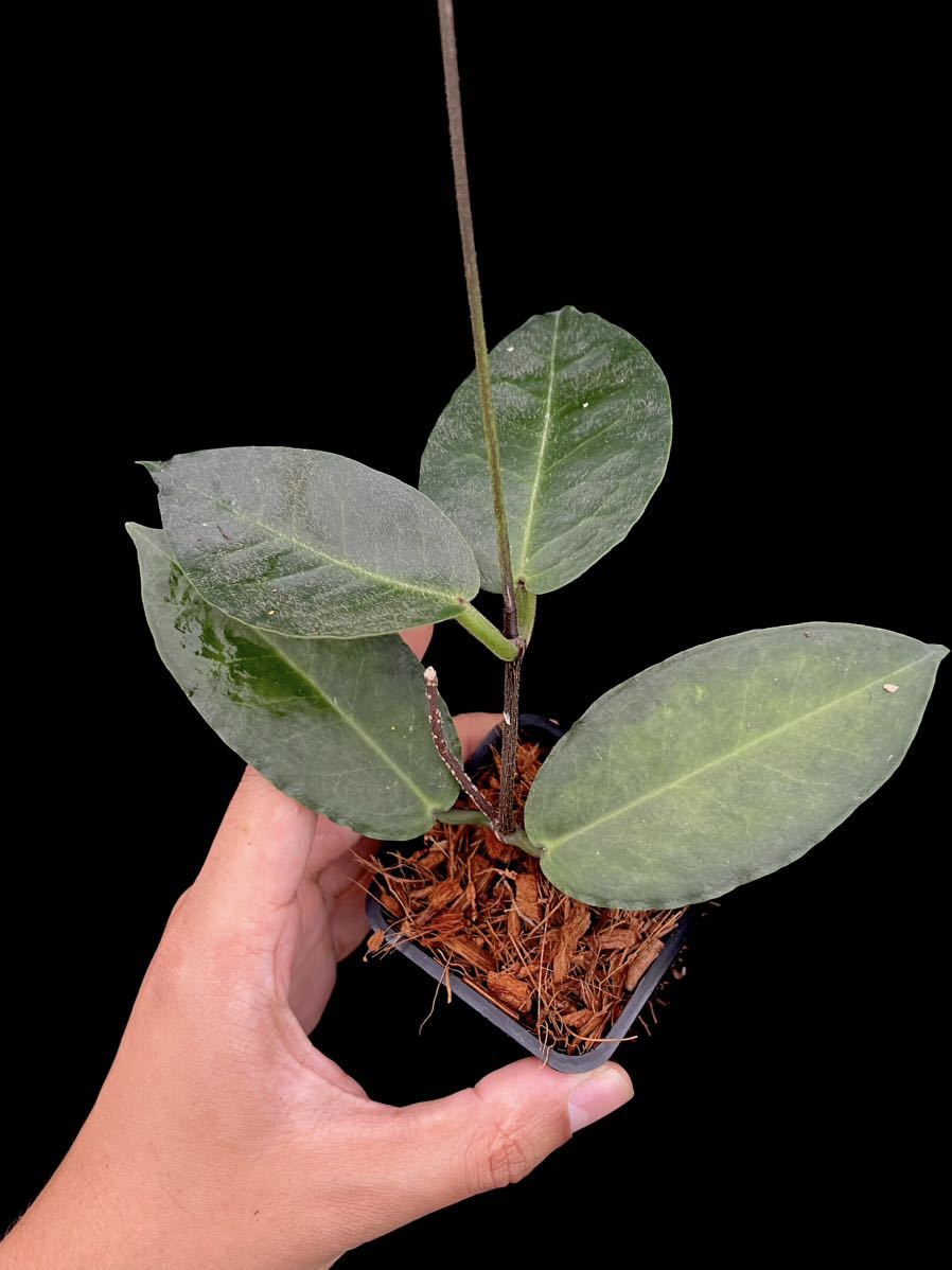 Hoya versteegii Timika， West Papua 天鵞絨のような質感の珍ホヤ