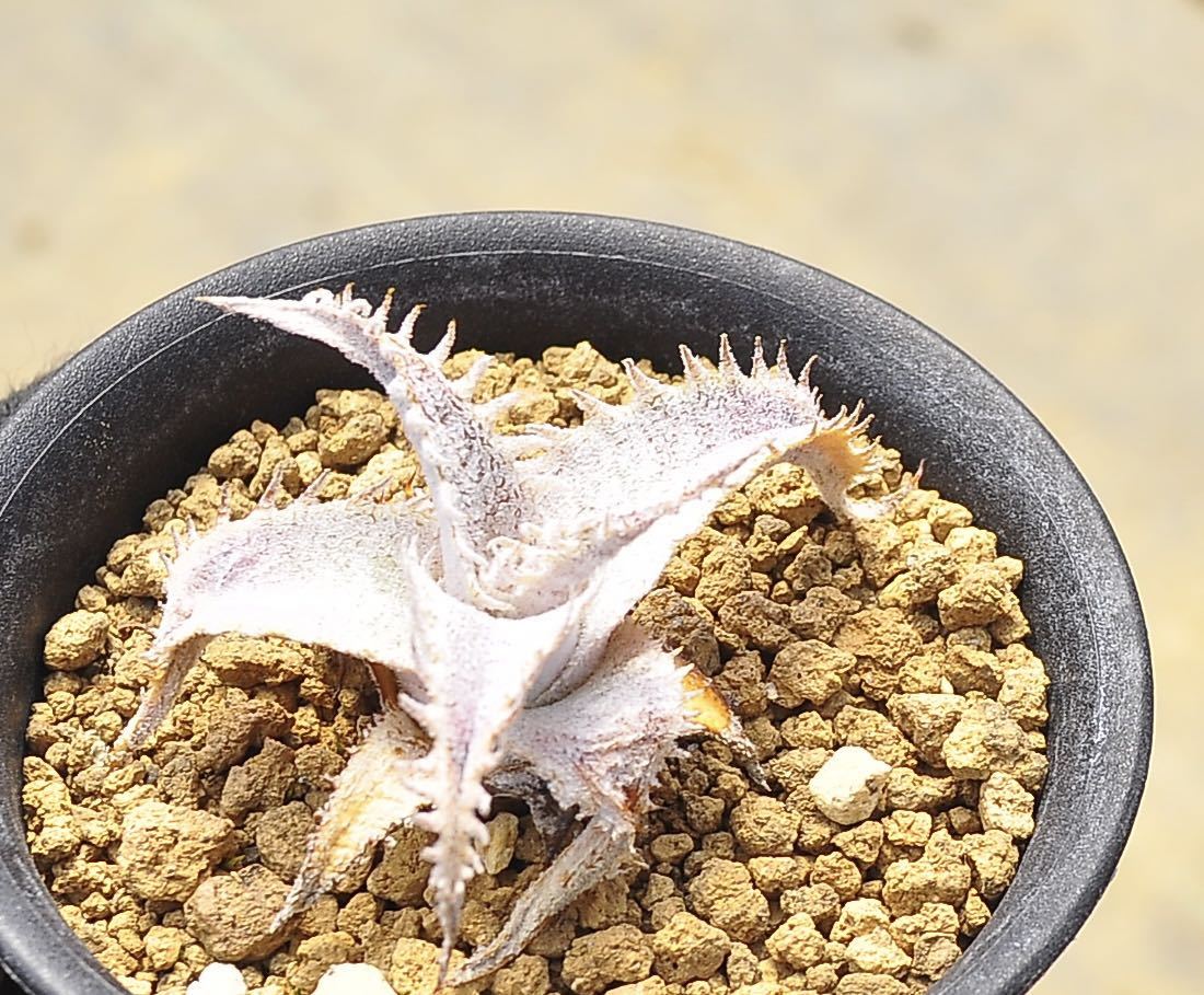 ディッキア Dyckia hyb ② 選抜株 （検 ブロメリア 多肉植物 花、園芸