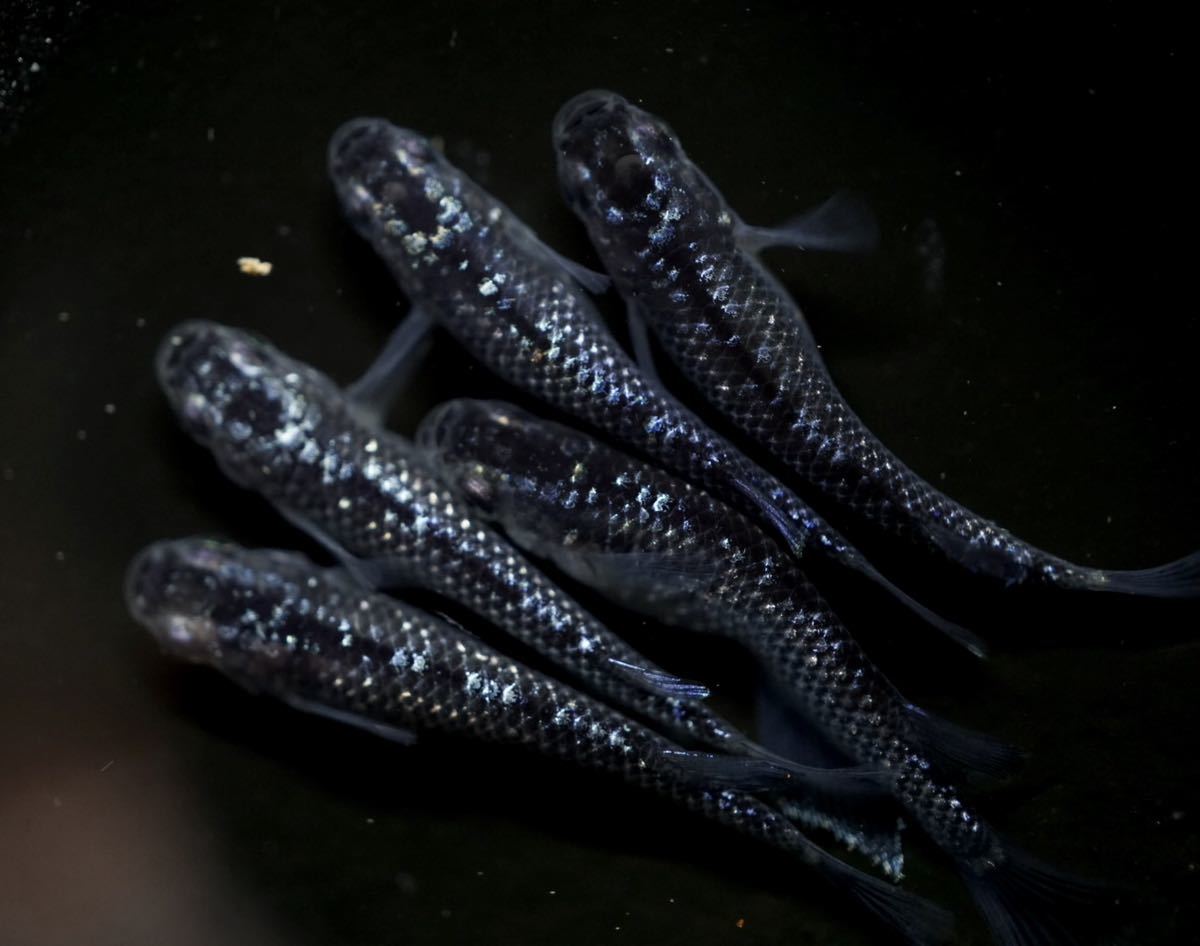 ★ブラックダイヤ上見ラメ★上物個体　オス2匹メス3匹現物出品　　イニメダカ　A