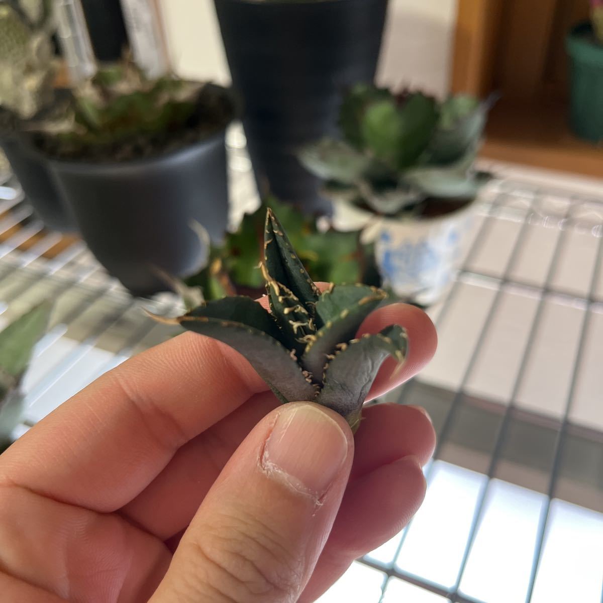 多肉植物 【特選】アガベチタノタ オテロイ 子株