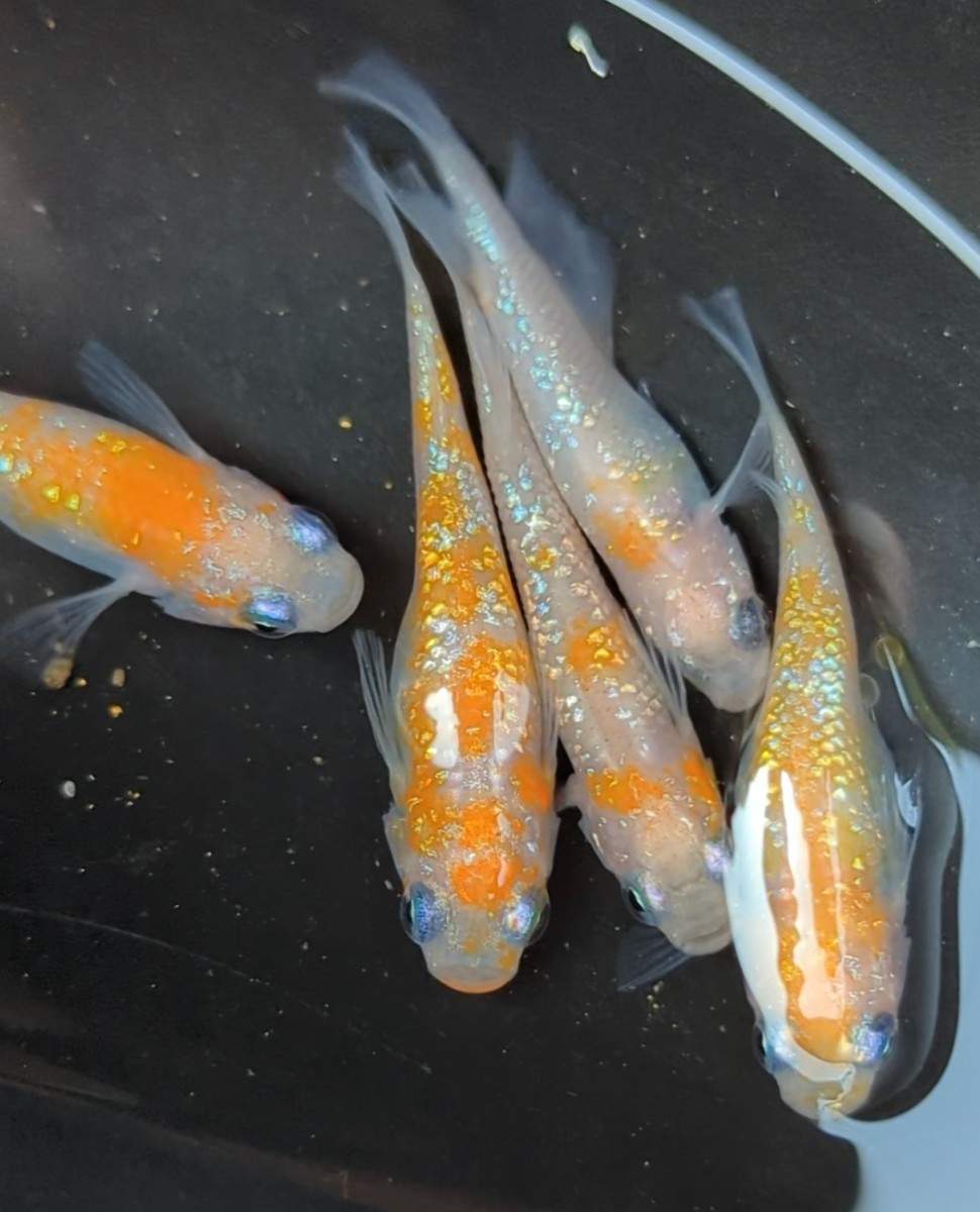現物出品】 王華メダカ 2ペア（♂2♀3）5匹 屋外冬越し個体です。種親 