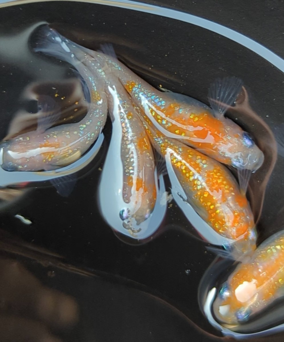現物出品】 王華メダカ 2ペア（♂2♀3）5匹 屋外冬越し個体です。種親 