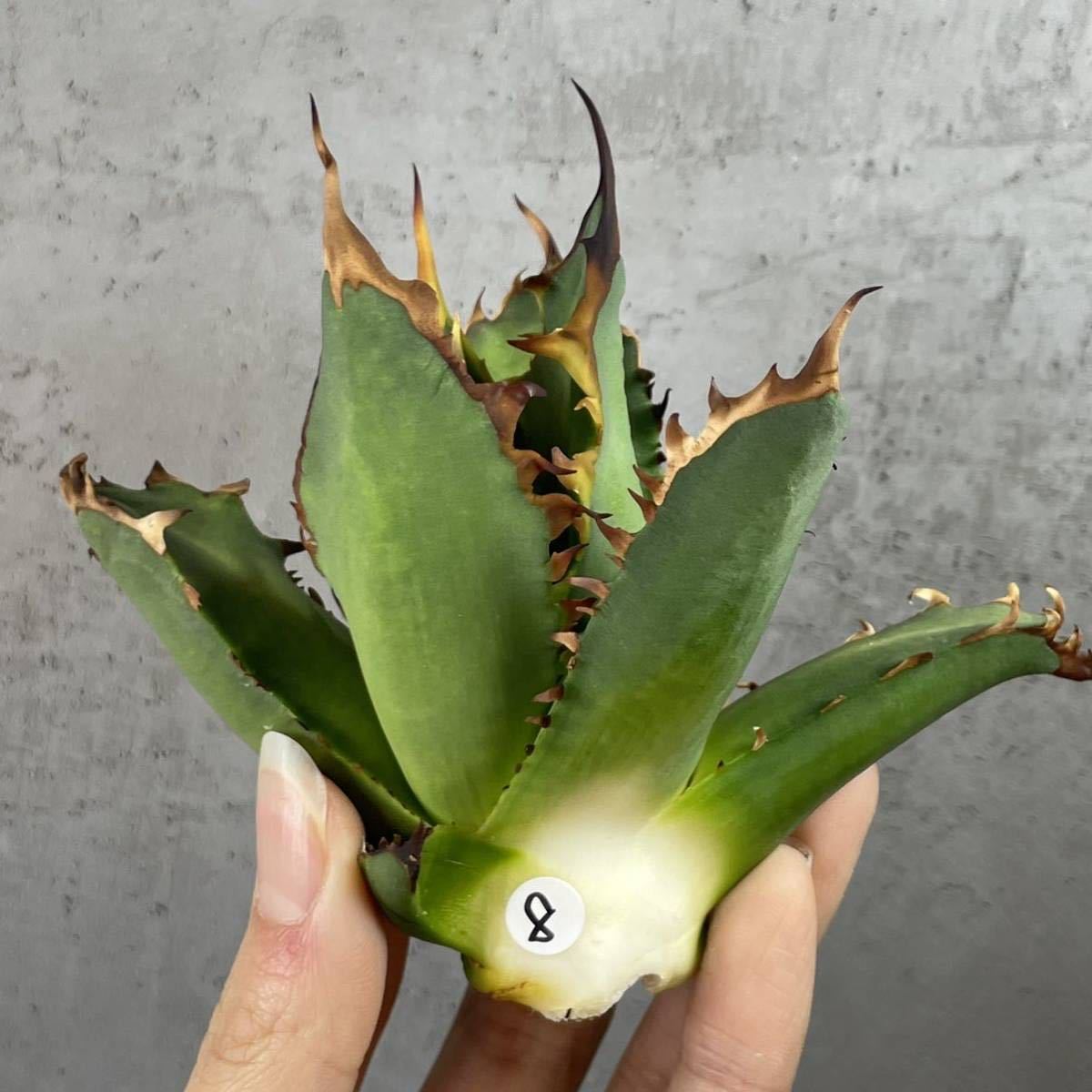 モニカ・ベルッチ直筆サイン入り 写真【サイズ約13cm×18cm