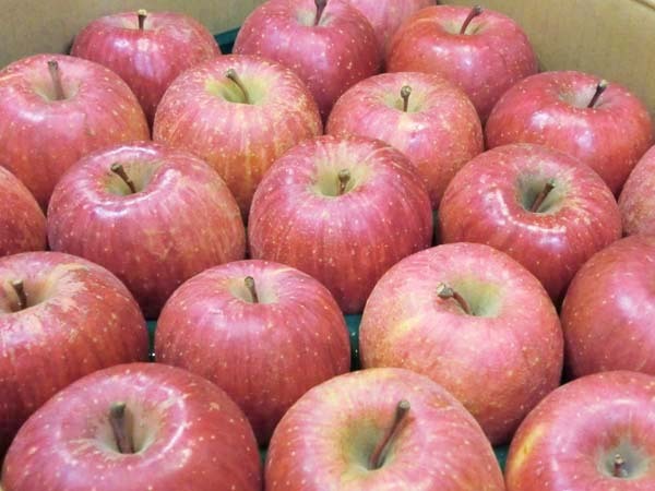 Good】こだわりの逸品！青森県 JA津軽みらい 高糖度サンふじ 特Aランク