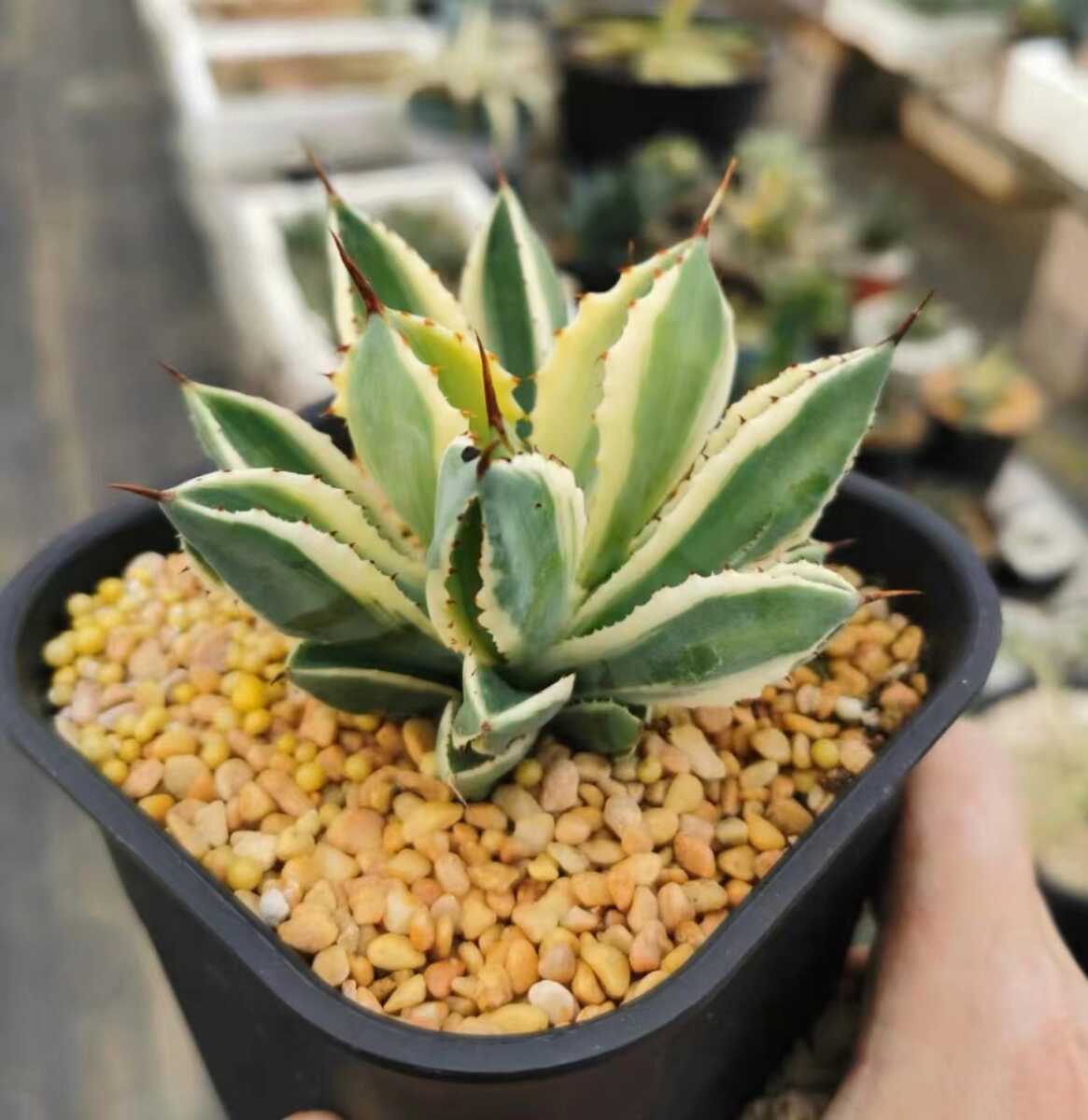 LWJ01【超特選厳選】アガベ　ポタトラム　モンスト　キュービック 覆輪斑 変異斑 超希少株 鮮明錦 極上子株 