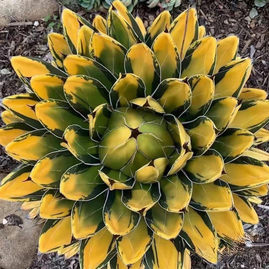 B53 多肉植物 アガベ　ヴィクトリアレジーナ　サンキング 極上子株 検) SAD 清櫻 悪魔 皇冠 綠犀牛 悪魔 白犀牛