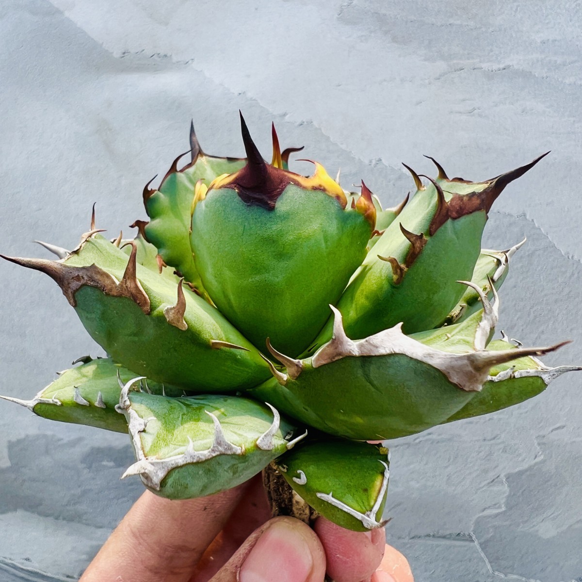 選抜株 アガべ チタノタ 厳龍 大株 台湾株 選抜良型！Agave titanota