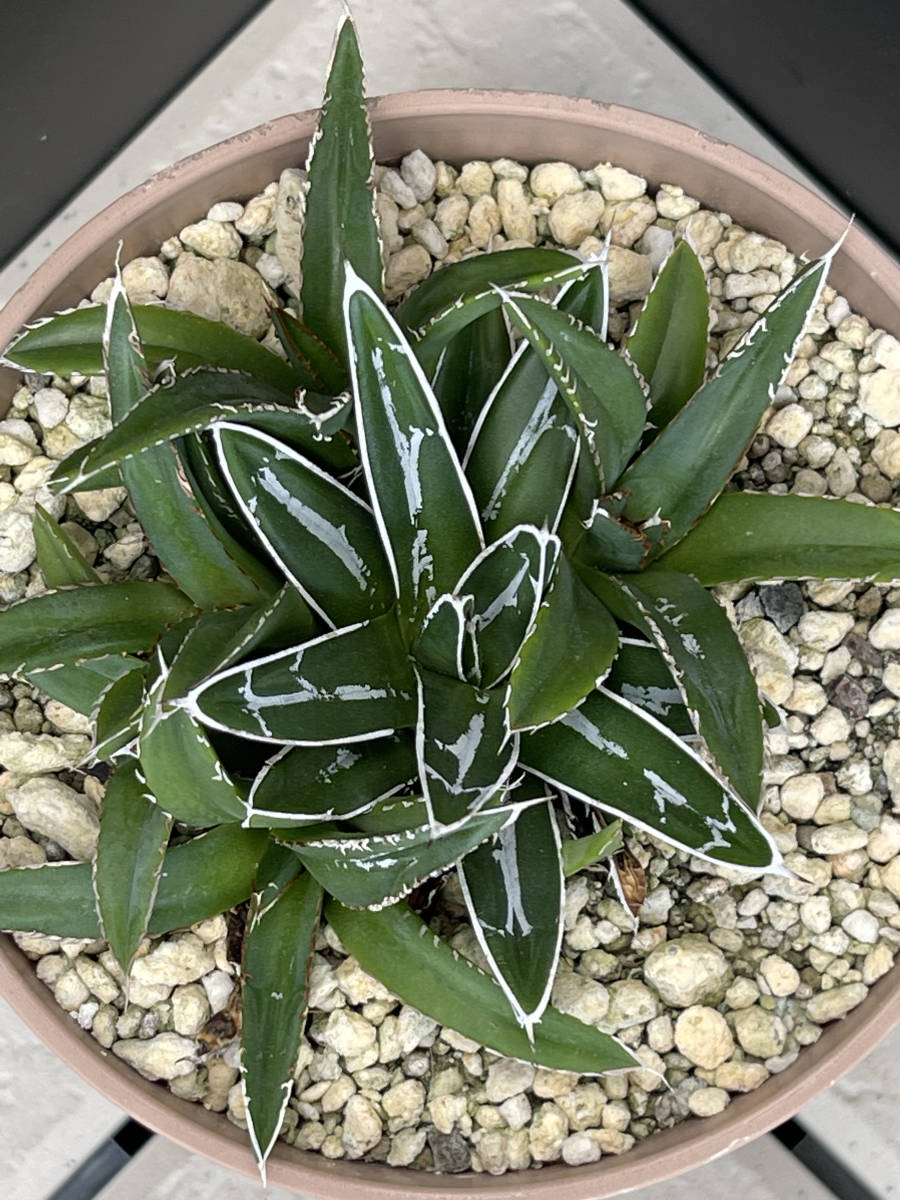 アガベ-笹の雪　画像の群生株全てセット_1