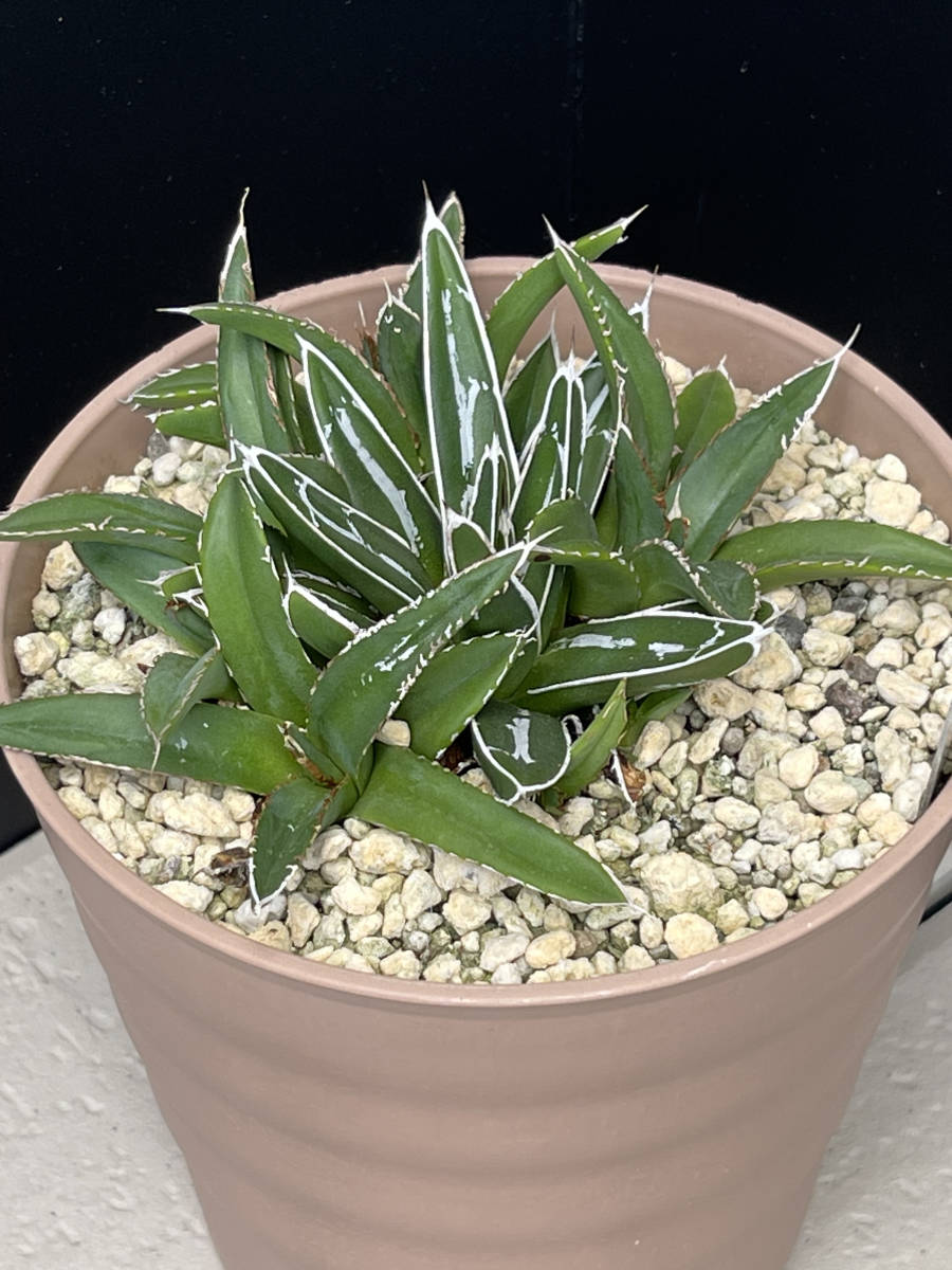 アガベ-笹の雪　画像の群生株全てセット_2