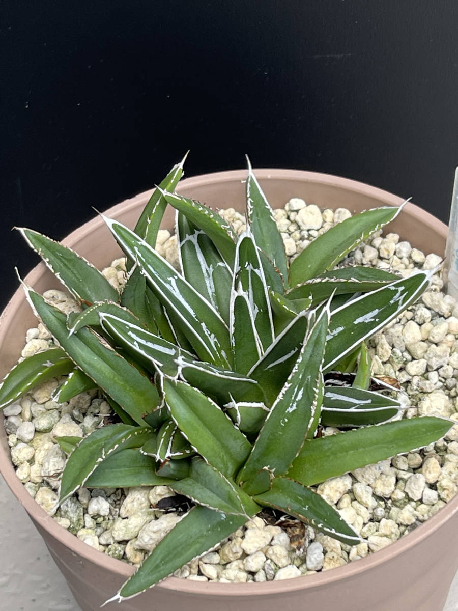 アガベ-笹の雪　画像の群生株全てセット_3