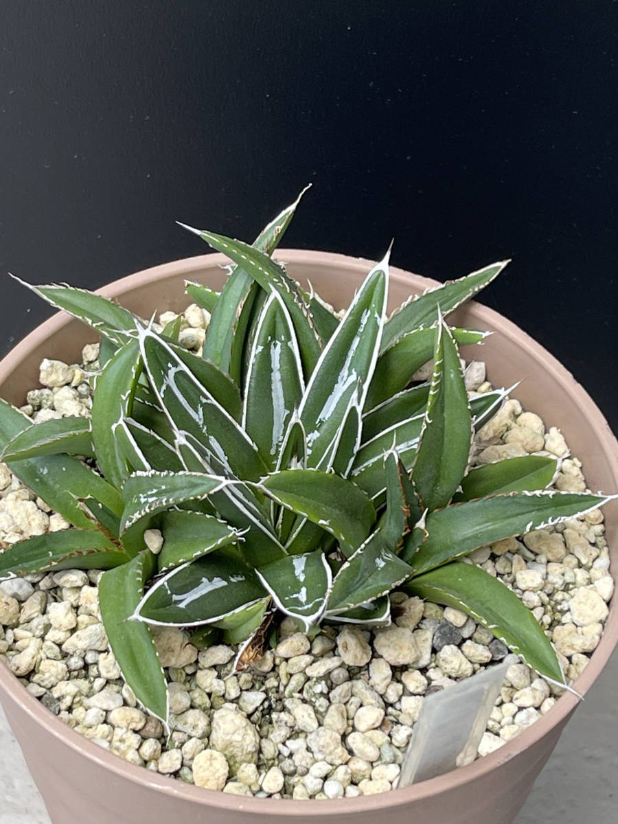 アガベ-笹の雪　画像の群生株全てセット_4