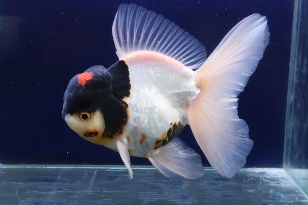 173＜water-flap＞タイ産　オランダシシガシラ　トリカラー　パンダ　ローズテール