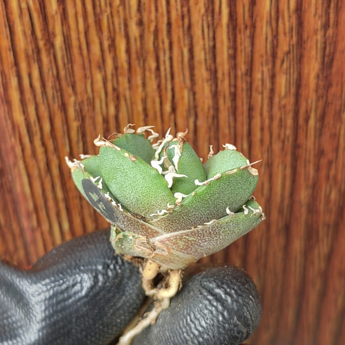 アガベ アガベ チタノタ ジャガーノート 純血 / Agave titanota アガベ アガベ チタノタ ジャガーノート 純血 / Agave titanota